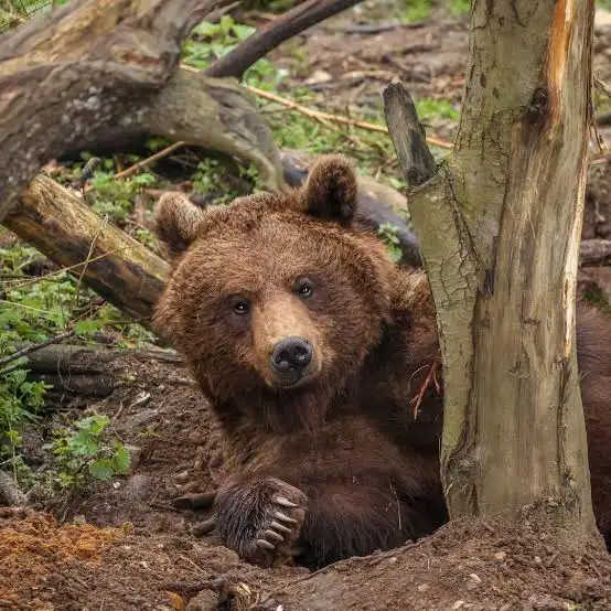 Náučné okienko : dnes o Medveďovi hnedom